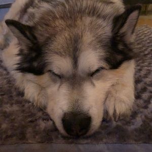 Meet your Posher, Ellen